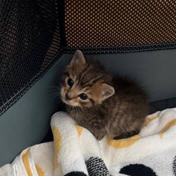 Rocky -  Domestic Short Hair Cat for Adoption in East Hanover, New Jersey - Rocky | PetCurious