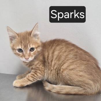 Sparks -  Domestic Short Hair Cat for Adoption in Snow Hill, North Carolina - Sparks | PetCurious