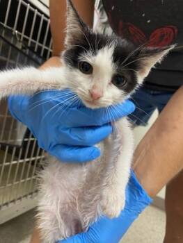 Duncan -  Domestic Short Hair Cat for Adoption in Conway, Arkansas - Duncan | PetCurious