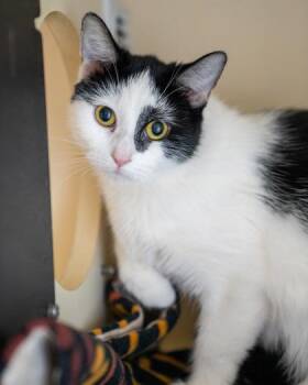 Momo -  Domestic Short Hair Cat for Adoption in Pequot Lakes, Minnesota - Momo | PetCurious
