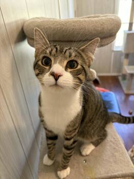 Domestic Short Hair Cats Available for Adoption in Ona, West Virginia - Felix | PetCurious