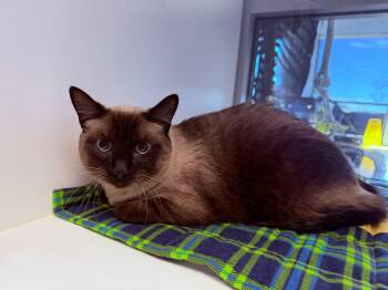 Nutmeg -  Siamese Cat for Adoption in Kingman, Arizona - Nutmeg | PetCurious