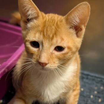 Glaceon -  Domestic Short Hair Cat for Adoption in Sonoma, California - Glaceon | PetCurious