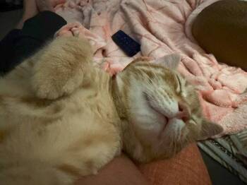 Colby -  Domestic Short Hair Cat for Adoption in Harrisburg, Pennsylvania - Colby | PetCurious