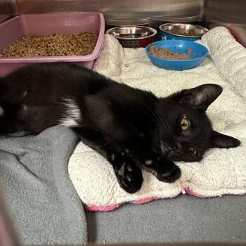 Pick-up -  American Shorthair Cat for Adoption in Oak Ridge, Tennessee - Pick-up | PetCurious