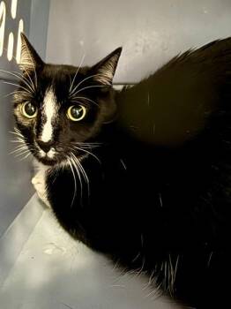 Butter Biscuit -  Domestic Short Hair Cat for Adoption in San Antonio, Texas - Butter Biscuit | PetCurious