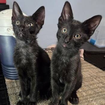 Zeppo -  Domestic Short Hair Cat for Adoption in Ashland, Virginia - Zeppo | PetCurious