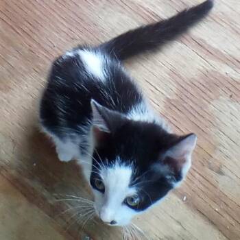 Clover -  Domestic Short Hair Cat for Adoption in Indianapolis, Indiana - Clover | PetCurious