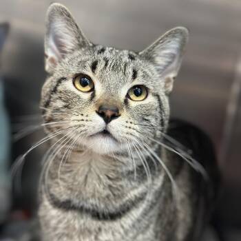 Locki -  Domestic Short Hair Cat for Adoption in Matteson, Illinois - Locki | PetCurious