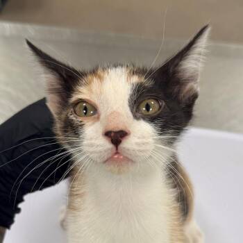 Domestic Short Hair Cats Available for Adoption in Las Cruces, New Mexico - Nutmeg | PetCurious