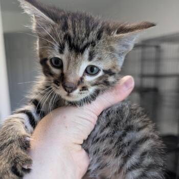 Sugar -  Domestic Long Hair Cat for Adoption in Blair, Wisconsin - Sugar | PetCurious