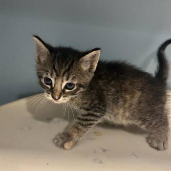 Jerri -  Domestic Short Hair Cat for Adoption in Chattanooga, Tennessee - Jerri | PetCurious