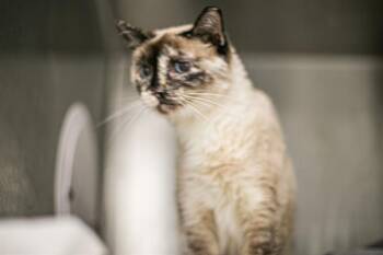 TRIXX RABBIT -  Siamese Cat for Adoption in Charlotte, North Carolina - TRIXX RABBIT | PetCurious