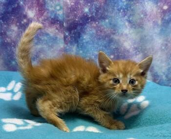 Domestic Medium Hair Cats Available for Adoption in Washington Court House, Ohio - Niko | PetCurious