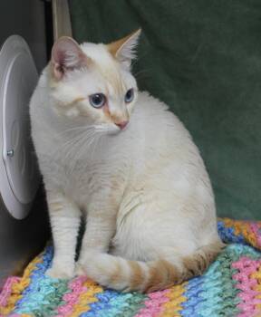 Ozzy - 42821 -  Domestic Short Hair Cat for Adoption in Prattville, Alabama - Ozzy - 42821 | PetCurious