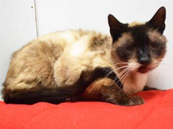 Siamese Cats Available for Adoption in Sacramento, California - JR. | PetCurious