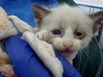 Rescue Domestic Short Hair Cats for Adoption in Dallas, Texas - AZULA | PetCurious