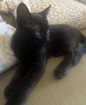 Stanley the Sweet Boy -  Domestic Short Hair Cat for Adoption in Oviedo, Florida - Stanley The Sweet Boy | PetCurious