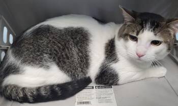 Domestic Short Hair Cats Available for Adoption - Pen 32 | PetCurious