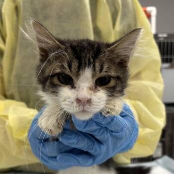 Alfredo -  Domestic Medium Hair Cat for Adoption in Salt Lake City, Utah - Alfredo | PetCurious