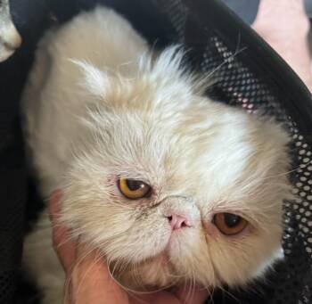 Sweetheart -  Persian Cat for Adoption in San Jacinto, California - Sweetheart | PetCurious