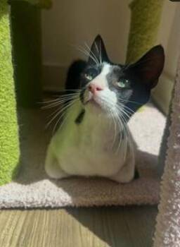 Jerry -  Domestic Short Hair and Tuxedo Cat for Adoption in San Francisco, California - Jerry | PetCurious