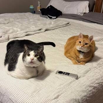 Ralphie & Buddy (bonded pair) -  Domestic Short Hair Cat for Adoption in Lone Rock, Wisconsin - Ralphie & Buddy (bonded Pair) | PetCurious