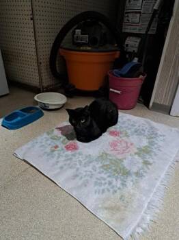 Domestic Short Hair Cats Available for Adoption in Trenton, New Jersey - Rex | PetCurious