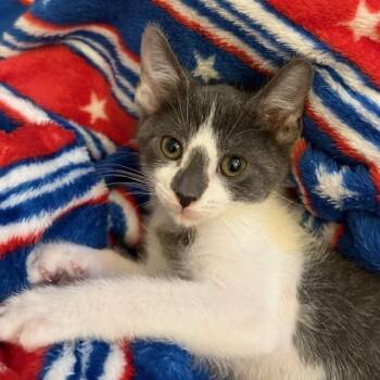 Domestic Short Hair Cats Available for Adoption - Royle | PetCurious