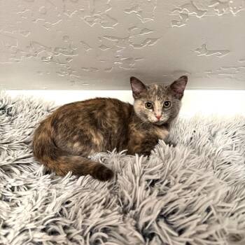 Rescue Domestic Short Hair Cats for Adoption in Millcreek, Utah - Catherine | PetCurious