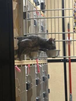 Fable -  Domestic Short Hair Cat for Adoption in Wheaton, Illinois - Fable | PetCurious
