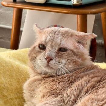 Domestic Short Hair Cats Available for Adoption in Minneapolis, Minnesota - Meatloaf (FIV+) - Pending Adoption | PetCurious
