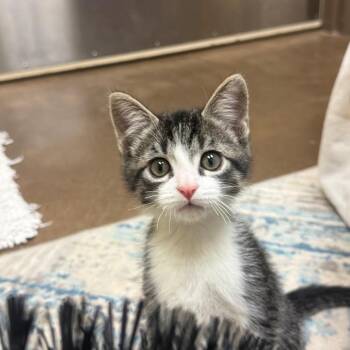 Rabbit -  Domestic Short Hair Cat for Adoption in Flagstaff, Arizona - Rabbit | PetCurious