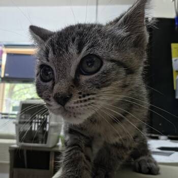 Domestic Short Hair Cats Available for Adoption in Ardmore, Oklahoma - Lily | PetCurious