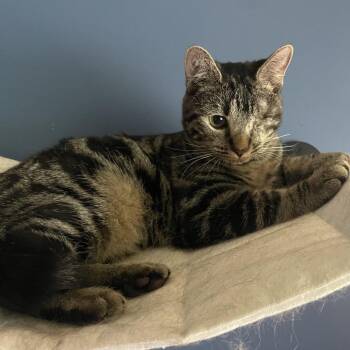 Stormreach -  Domestic Short Hair Cat Available for Adoption in Fredericksburg, Virginia - Stormreach | PetCurious