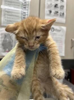 Domestic Short Hair Cats Available for Adoption in Las Vegas, Nevada - HARRY | PetCurious