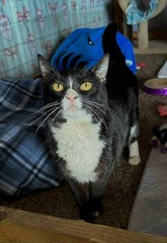 Sharkie -  Domestic Short Hair Cat for Adoption in Visalia, California - Sharkie | PetCurious