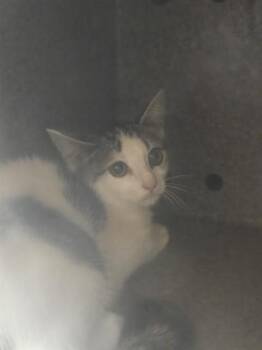 KURA -  Domestic Short Hair Cat for Adoption in Tallahassee, Florida - KURA | PetCurious