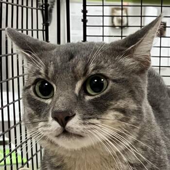 Ferb -  Domestic Short Hair Cat for Adoption in Las Cruces, New Mexico - Ferb | PetCurious