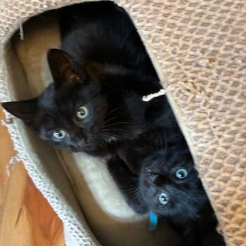 Okra -  Domestic Short Hair Cat Available for Adoption in Cumming, Georgia - Okra | PetCurious