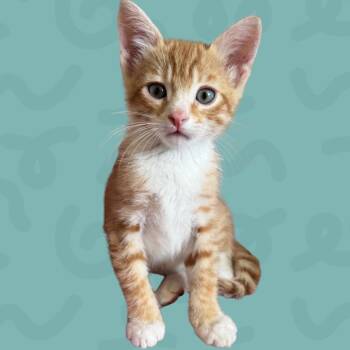 Emblem -  Domestic Short Hair Cat for Adoption in Reno, Nevada - Emblem | PetCurious