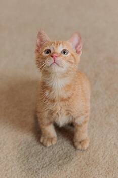 Tigger -  Domestic Short Hair Cat for Adoption in Gainesville, Virginia - Tigger | PetCurious