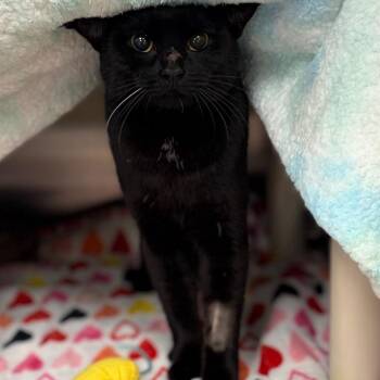 Domestic Short Hair Cats Available for Adoption in Keizer, Oregon - Potato Chip | PetCurious