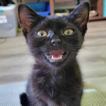 Buttercup -  Domestic Short Hair Cat for Adoption in Nashville, Indiana - Buttercup | PetCurious
