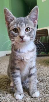 Rescue Domestic Short Hair Cats for Adoption in Portland, Indiana - Narene | PetCurious