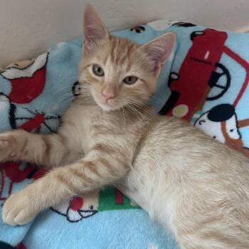 Tyson -  Domestic Short Hair Cat for Adoption in Prescott, Arizona - Tyson | PetCurious