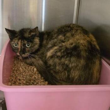 Rescue Domestic Short Hair Cats for Adoption in Houston, Texas - MONCHAS | PetCurious