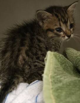 Rescue Domestic Short Hair Cats for Adoption in Raleigh, North Carolina - Farrah | PetCurious