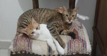 Ausar -  Egyptian Mau and Exotic Shorthair Cat for Adoption in Wolcott, Connecticut - Ausar | PetCurious