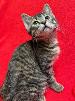 Domestic Short Hair Cats Available for Adoption in Jackson, Michigan - Freya | PetCurious